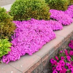 DRUMMOND'S PINK CREEPING PHLOX -Greenscape Shop DETA 5319