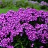 LAURA GARDEN PHLOX -Greenscape Shop DETA 5320