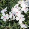 AMAZING GRACE CREEPING PHLOX -Greenscape Shop DETA 5322