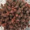 CHOCOLATE BALL SEDUM -Greenscape Shop DETA 5324
