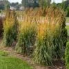 GOLDEN SUNSET® INDIAN GRASS -Greenscape Shop DETA 5325