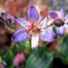 SEIRYU TOAD LILY -Greenscape Shop DETA 5341