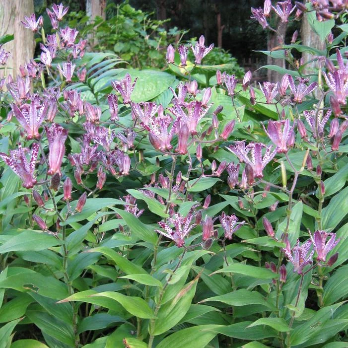 SINONOME TOAD LILY 3 SINONOME TOAD LILY