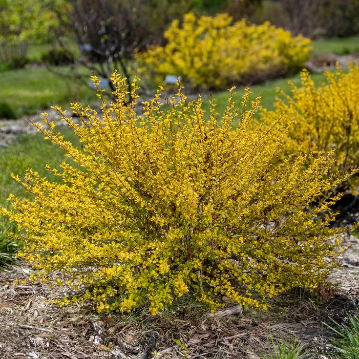 LUCKY DEVIL® NINEBARK 5 LUCKY DEVIL® NINEBARK - Image 3