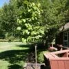 SNOWCAP™ JAPANESE TREE LILAC -Greenscape Shop DETA 5353