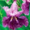 SWEET BUBBA SEEDLESS DESERT WILLOW -Greenscape Shop DETA 5354