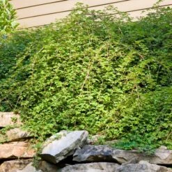 CRISPA LACE SHRUB -Greenscape Shop DETA 5359