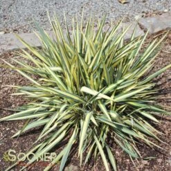 COLOR GUARD YUCCA -Greenscape Shop DETA 537