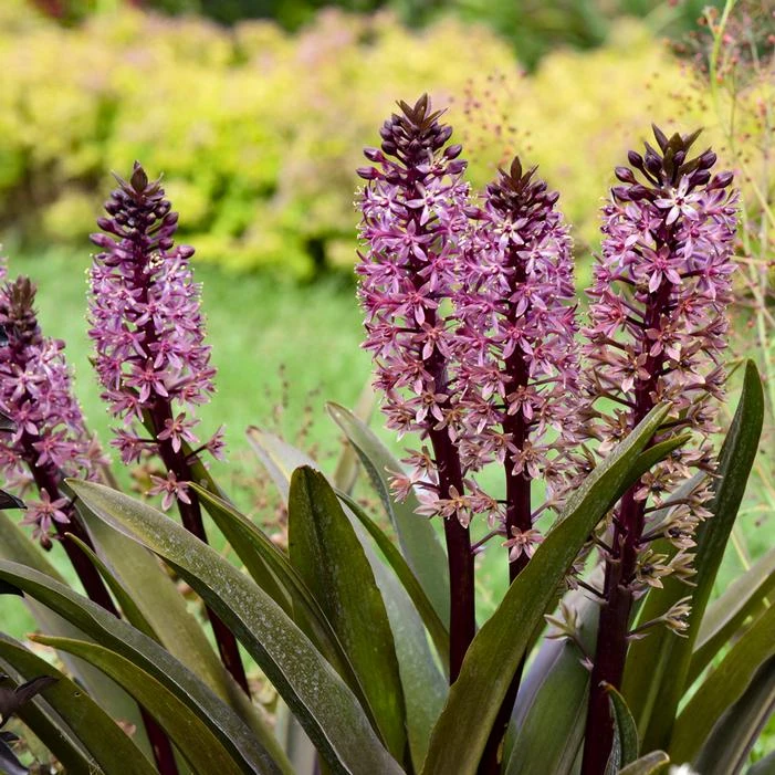 CROWNING GLORY™ PURPLE REIGN PINEAPPLE LILY 5 CROWNING GLORY™ PURPLE REIGN PINEAPPLE LILY - Image 3