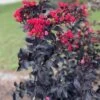 THUNDERSTRUCK™ RUBY™ CRAPEMYRTLE -Greenscape Shop DETA 5387