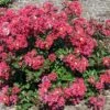 BELLINI® STRAWBERRY CRAPEMYRTLE -Greenscape Shop DETA 5390