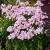 GARDEN GIRLS® FANCY GIRL GARDEN PHLOX -Greenscape Shop DETA 5398