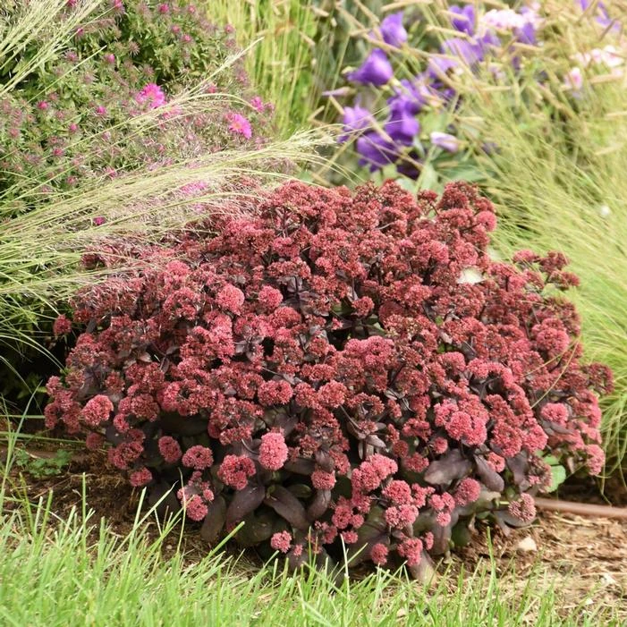 ROCK 'N GROW® MIDNIGHT VELVET SEDUM 4 ROCK 'N GROW® MIDNIGHT VELVET SEDUM - Image 2