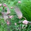 PRAIRIE SMOKE -Greenscape Shop DETA 5412