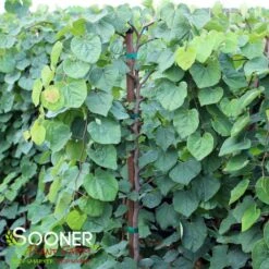 GREEN MACHINE WEEPING REDBUD -Greenscape Shop DETA 5449