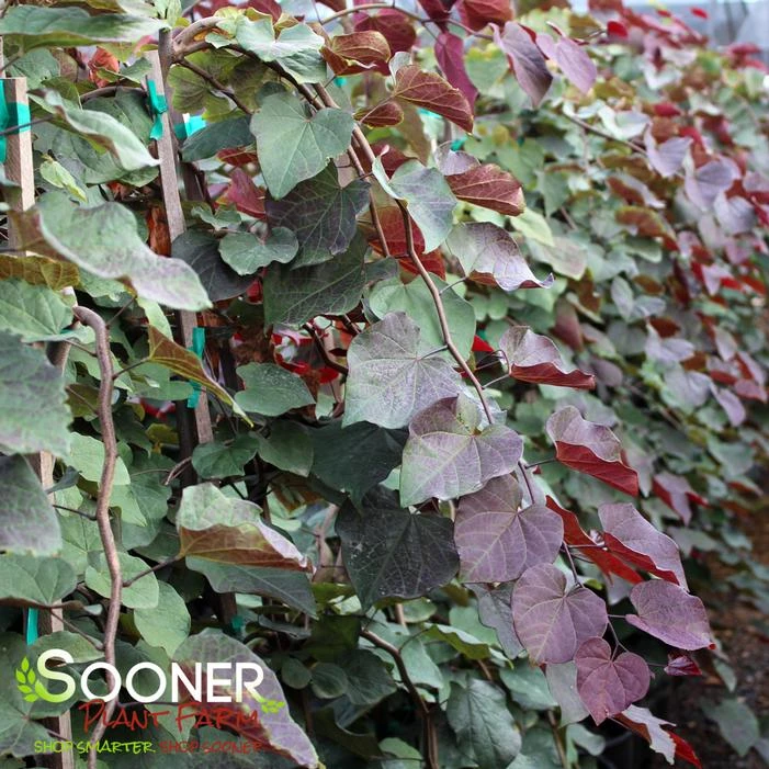 PURPLE RAIN WEEPING REDBUD 4 PURPLE RAIN WEEPING REDBUD - Image 2