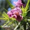 BUBBA JONES DESERT WILLOW -Greenscape Shop DETA 5453