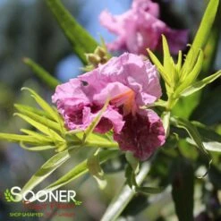 BUBBA JONES DESERT WILLOW