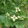 BLUE RAY™ KOUSA DOGWOOD -Greenscape Shop DETA 5454
