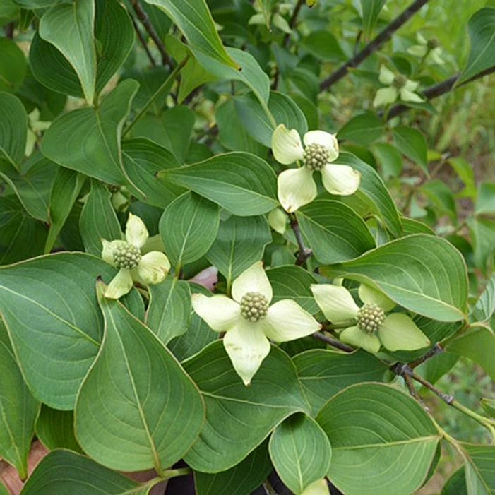 BLUE RAY™ KOUSA DOGWOOD 3 BLUE RAY™ KOUSA DOGWOOD