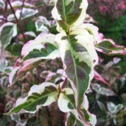 SUMMER FUN KOUSA DOGWOOD