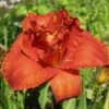 MOSES' FIRE DAYLILY -Greenscape Shop DETA 5496
