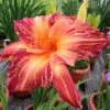 PINK STRIPES DAYLILY 2 PINK STRIPES DAYLILY -Greenscape Shop DETA 5498
