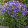 PEARL DEEP BLUE BELLFLOWER 1 PEARL DEEP BLUE BELLFLOWER -Greenscape Shop DETA 5529