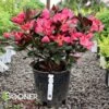 WINE AND ROSES RHODODENDRON 2 WINE AND ROSES RHODODENDRON -Greenscape Shop DETA 5536