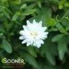 MONGOLIAN ASTER -Greenscape Shop DETA 5539