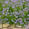 BLUE MISTFLOWER 1 BLUE MISTFLOWER -Greenscape Shop DETA 5542