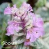 PINK LIGHTNING VARIEGATED AJUGA -Greenscape Shop DETA 5548