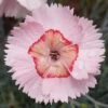 WHETMAN® AMERICAN PIE® GEORGIA PEACH PIE DIANTHUS -Greenscape Shop DETA 5549