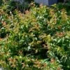MICHIGAN SUNSET DWARF BUSH HONEYSUCKLE -Greenscape Shop DETA 5553