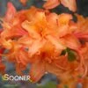 MANDARIN LIGHTS DECIDUOUS AZALEA -Greenscape Shop DETA 5559