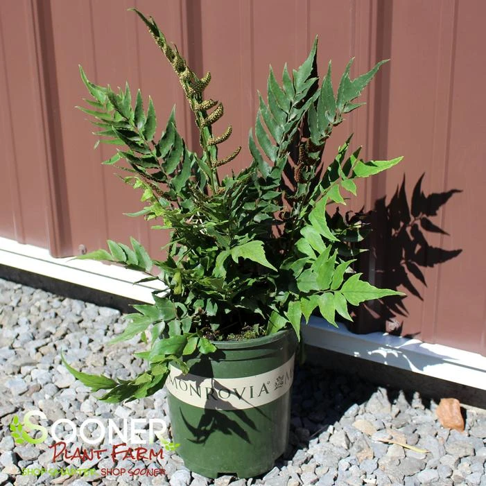 JURASSIC™ STEGOSAURUS JAPANESE HOLLY FERN 4 JURASSIC™ STEGOSAURUS JAPANESE HOLLY FERN - Image 2