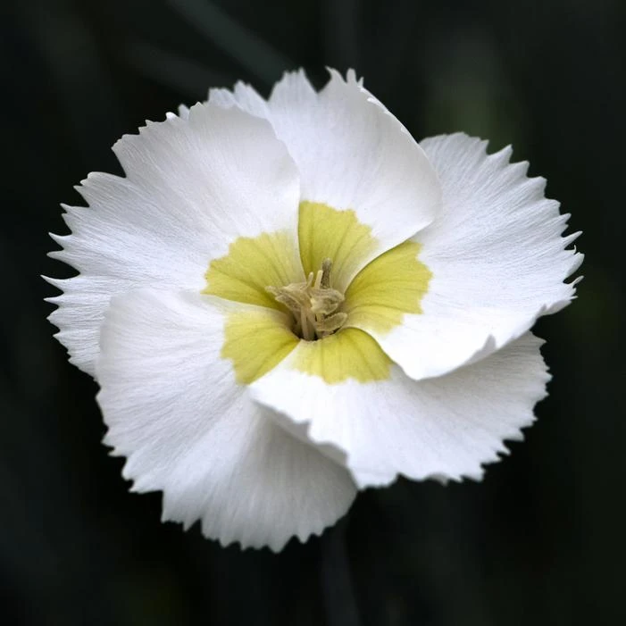 WHETMAN® AMERICAN PIE® KEY LIME PIE DIANTHUS 4 WHETMAN® AMERICAN PIE® KEY LIME PIE DIANTHUS - Image 2