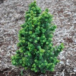 DWARF PAGODA JAPANESE HOLLY