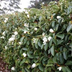 FAIRY MAGNOLIA® WHITE MAGNOLIA -Greenscape Shop DETA 5583