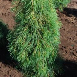 ANGEL FALLS WEEPING EASTERN WHITE PINE -Greenscape Shop DETA 5586