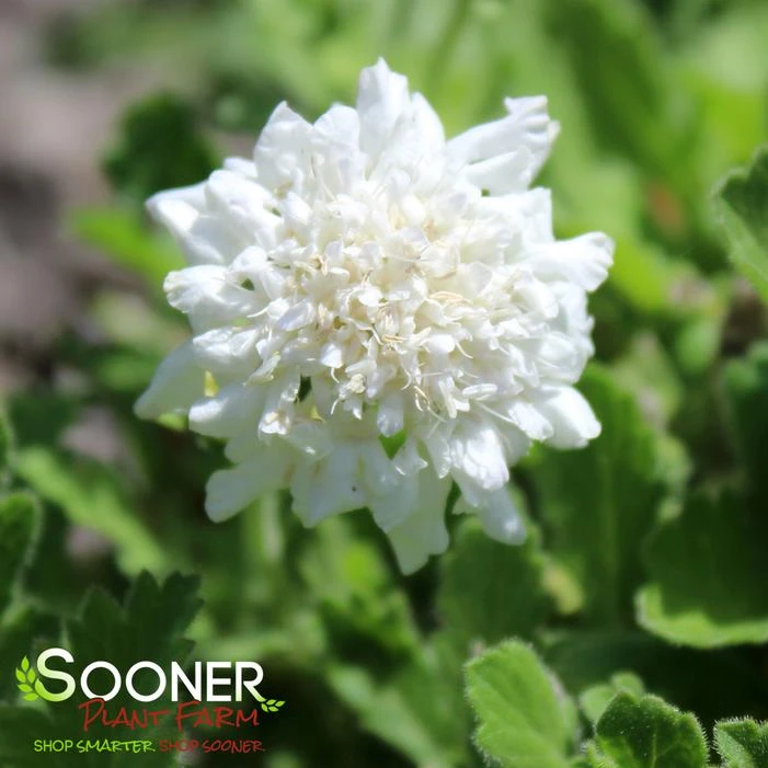 FLUTTER™ PURE WHITE PINCUSHION FLOWER 3 FLUTTER™ PURE WHITE PINCUSHION FLOWER