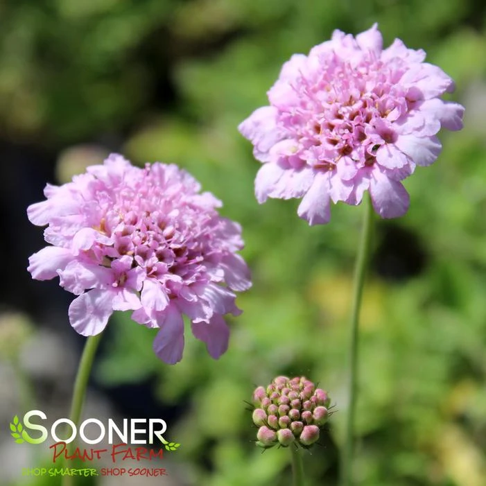 FLUTTER™ ROSE PINK PINCUSHION FLOWER 3 FLUTTER™ ROSE PINK PINCUSHION FLOWER