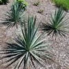 BLUE SENTRY YUCCA -Greenscape Shop DETA 5589