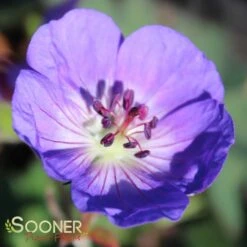 ROZANNE CRANESBILL GERANIUM -Greenscape Shop DETA 561