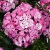ROCKIN'™ PINK MAGIC DIANTHUS -Greenscape Shop DETA 5619
