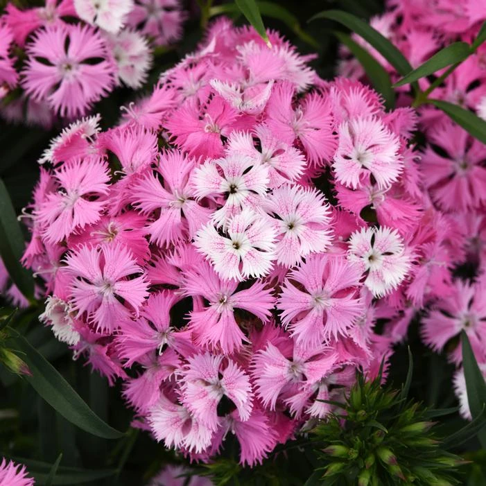 ROCKIN'™ PINK MAGIC DIANTHUS 3 ROCKIN'™ PINK MAGIC DIANTHUS