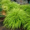 ALL GOLD JAPANESE FOREST GRASS -Greenscape Shop DETA 562
