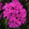 ROCKIN'™ PURPLE DIANTHUS -Greenscape Shop DETA 5620