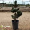 OREGON GREEN AUSTRIAN PINE -Greenscape Shop DETA 5624