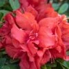 EVER AFTER™ RUBY REBLOOMING AZALEA -Greenscape Shop DETA 5639